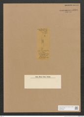 Diatomeae indet. Zeichnungen Sammlung Grunow Nr. 4494 (NHMW-BOT-W0372455)